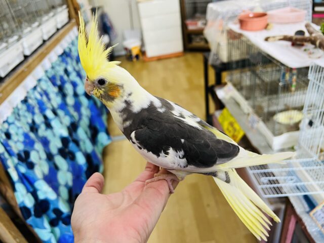オカメインコ