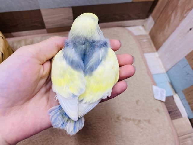 コザクラインコ（小桜インコ）