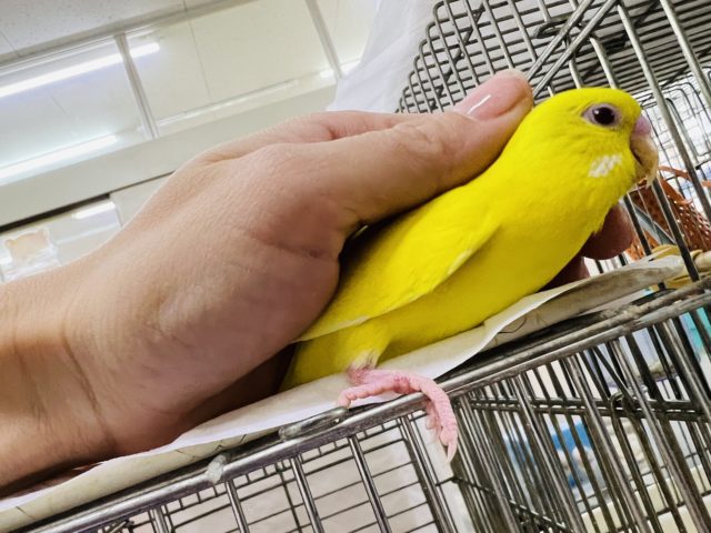 セキセイインコ