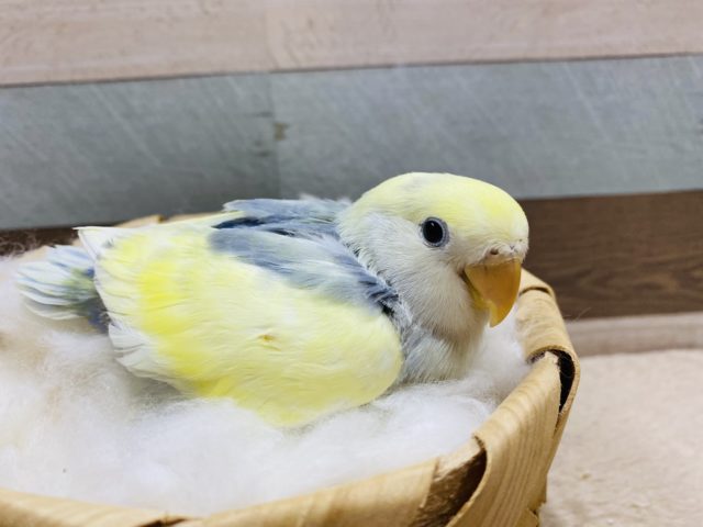 コザクラインコ（小桜インコ）