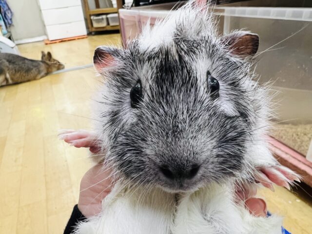 アビシニアンモルモット