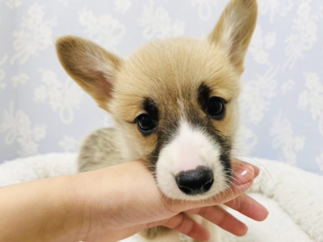 ウェルシュコーギー・ペンブローグ