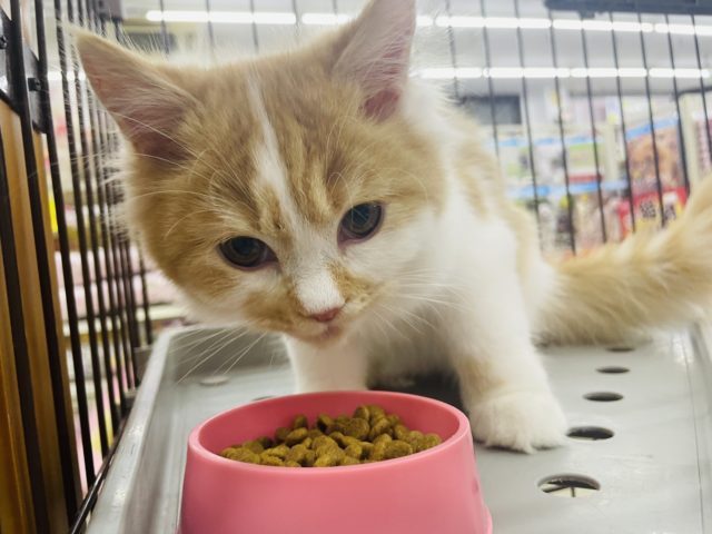 スコティッシュフォールド