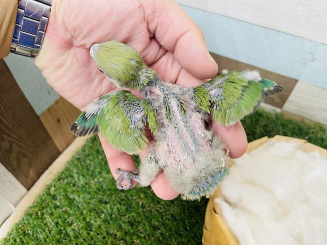 コザクラインコ（小桜インコ）