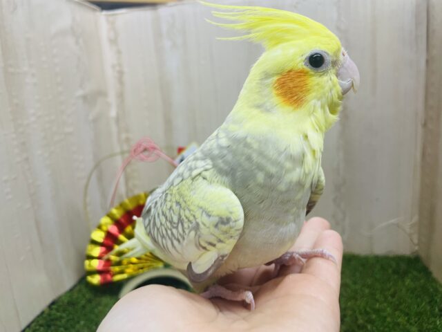 オカメインコ