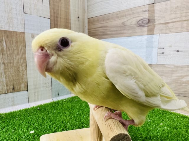 最新画像更新☆レアカラーだよ!クリームイノのサザナミインコ☆ サザナミインコ