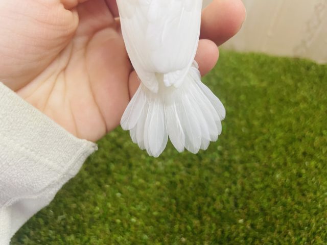 十姉妹（ジュウシマツ）