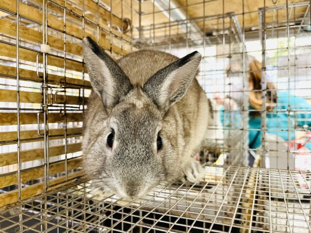 ネザーランドドワーフ