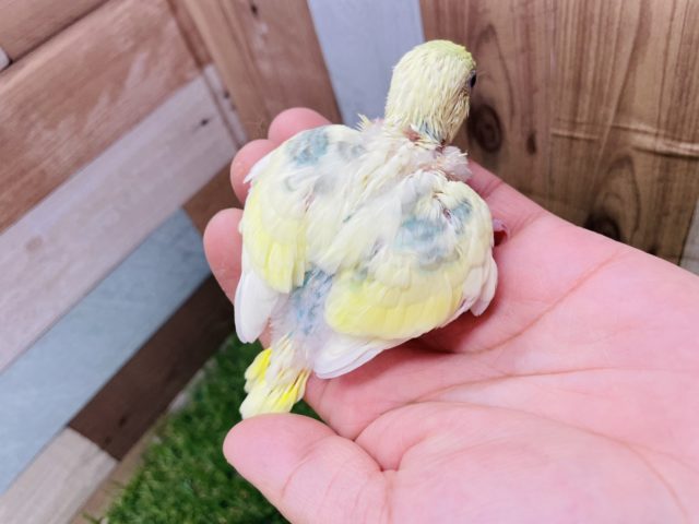 セキセイインコ