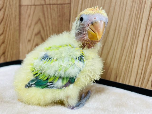 コザクラインコ（小桜インコ）