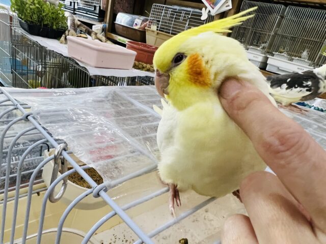 オカメインコ