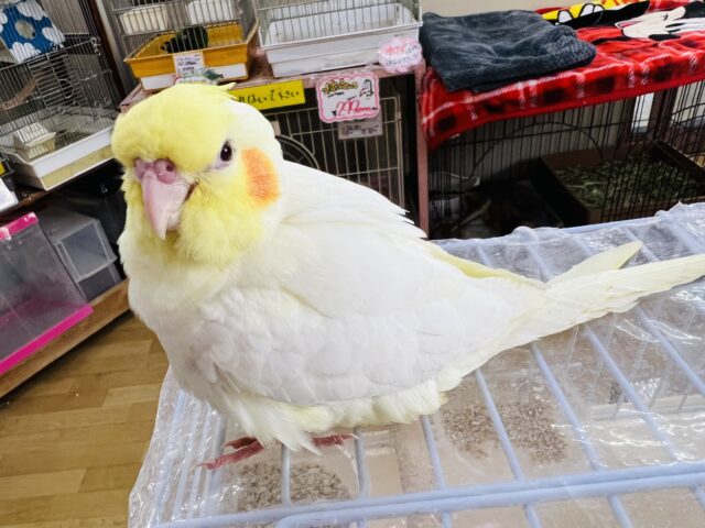 オカメインコ