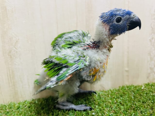 アカエリゴシキセイガイインコ