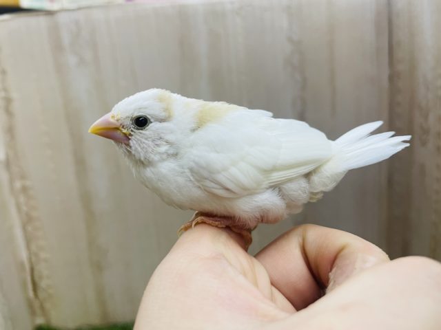 十姉妹（ジュウシマツ）