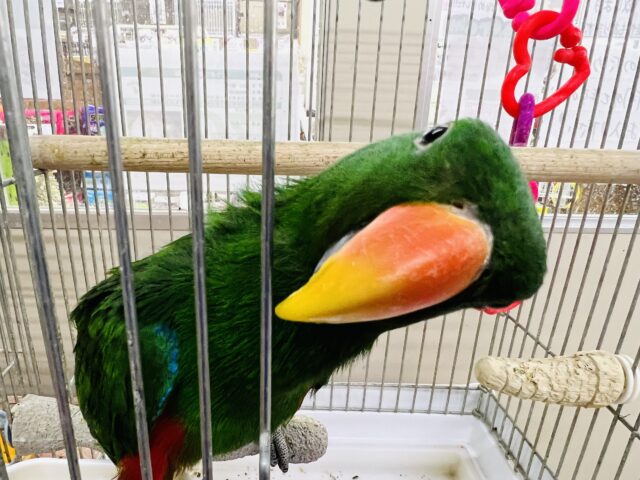 オオハナインコ