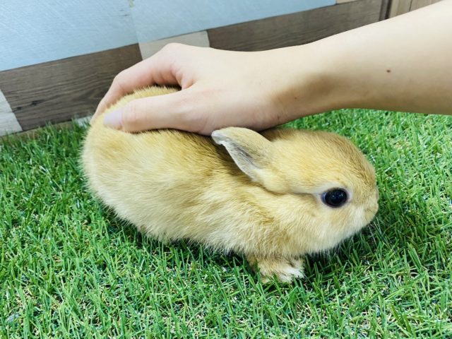 ネザーランドドワーフ