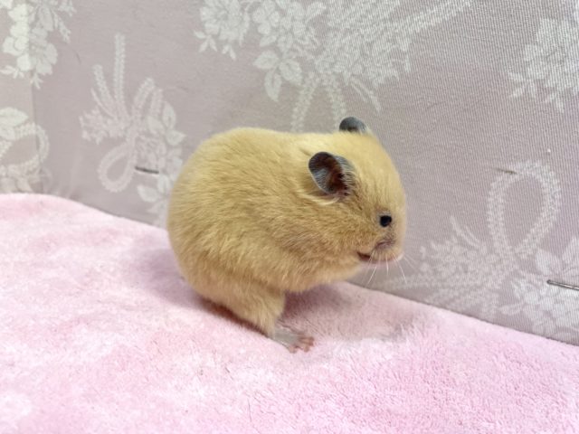 ゴールデンハムスター