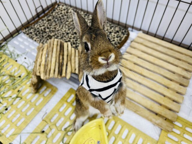 ネザーランドドワーフ