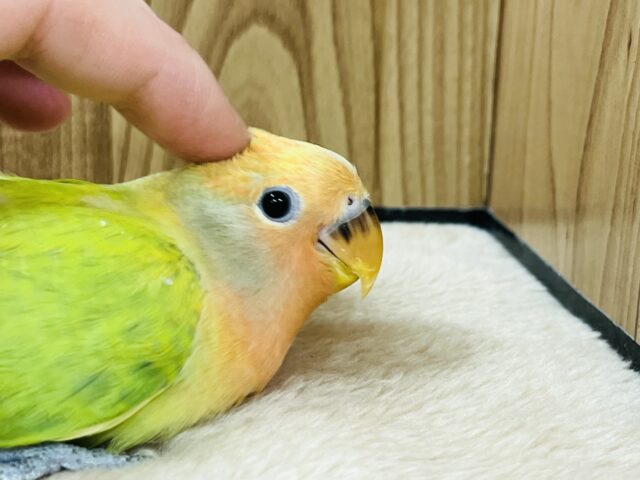 コザクラインコ（小桜インコ）