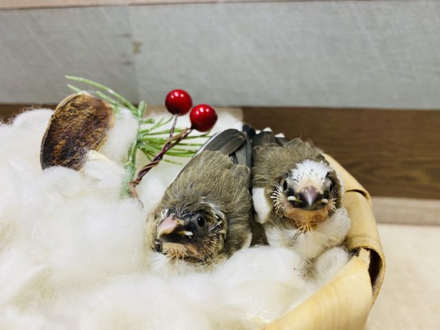 十姉妹（ジュウシマツ）