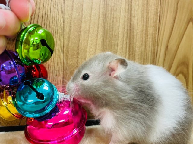 ゴールデンハムスター