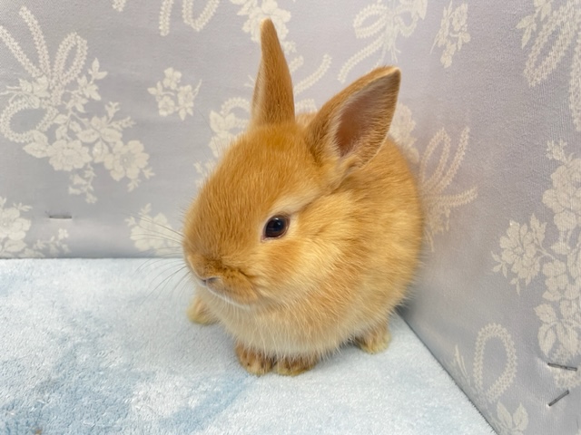 ネザーランドドワーフ