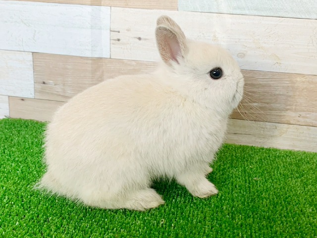 ネザーランドドワーフ