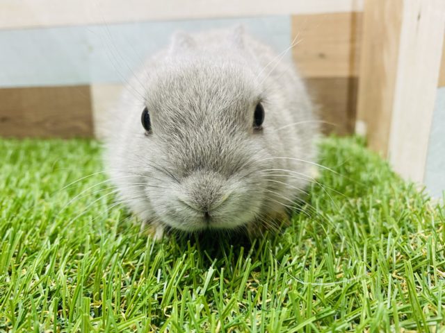 ネザーランドドワーフ