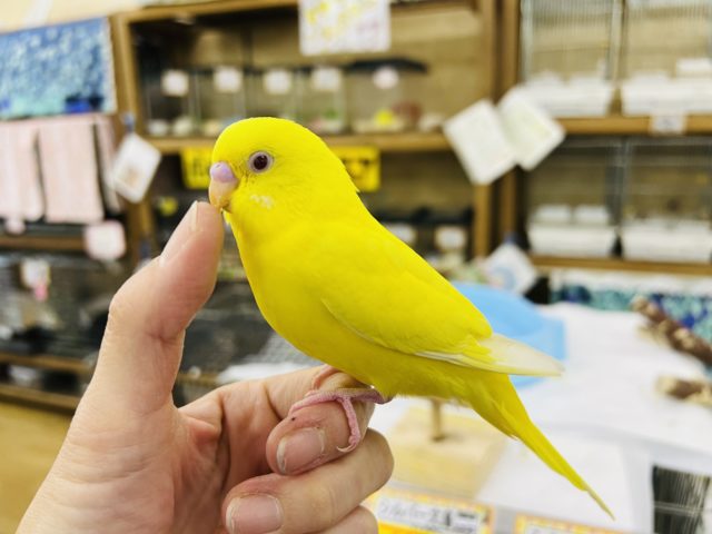 セキセイインコ