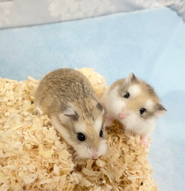 ロボロフスキーハムスター