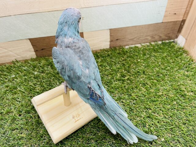 オキナインコ