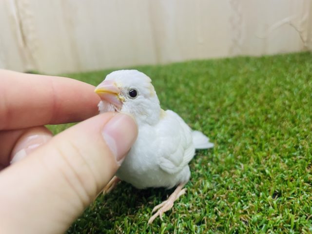 十姉妹（ジュウシマツ）