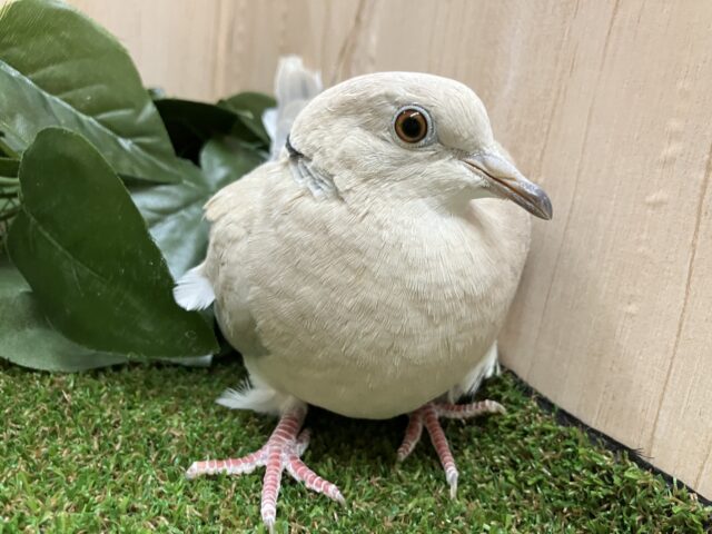 ジュズカケバト