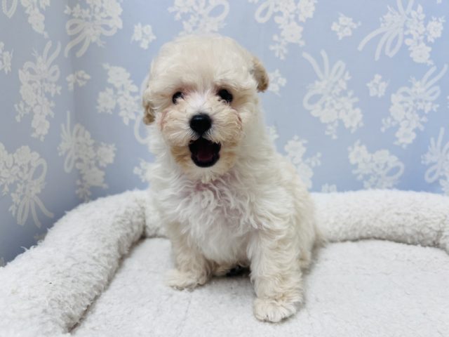 トイプードル