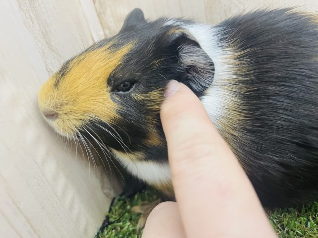 イングリッシュモルモット