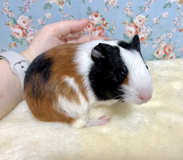 イングリッシュモルモット