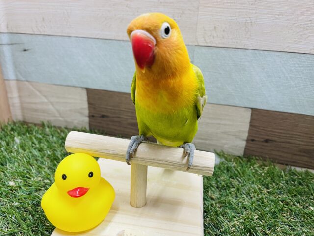 ヤマブキボタンインコ