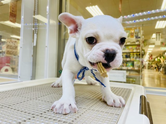 フレンチブルドッグ