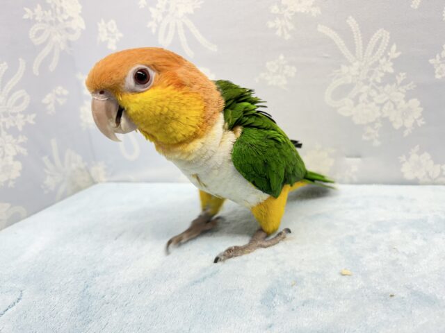 シロハラインコ