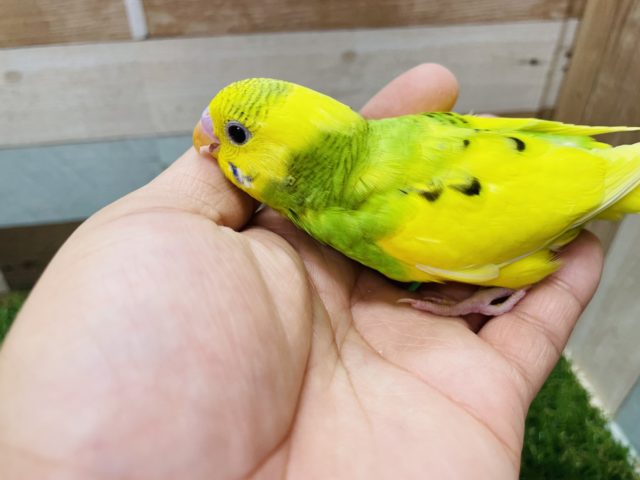セキセイインコ