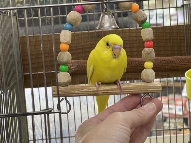 セキセイインコ