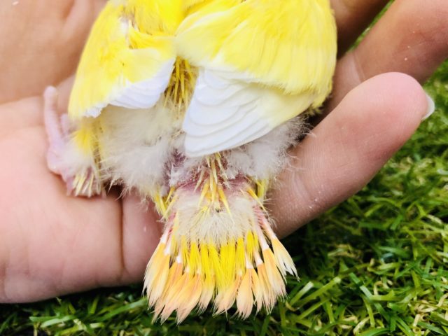 コザクラインコ（小桜インコ）