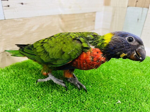 ゴシキセイガイインコ