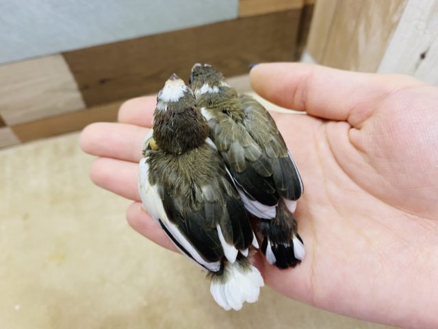 十姉妹（ジュウシマツ）