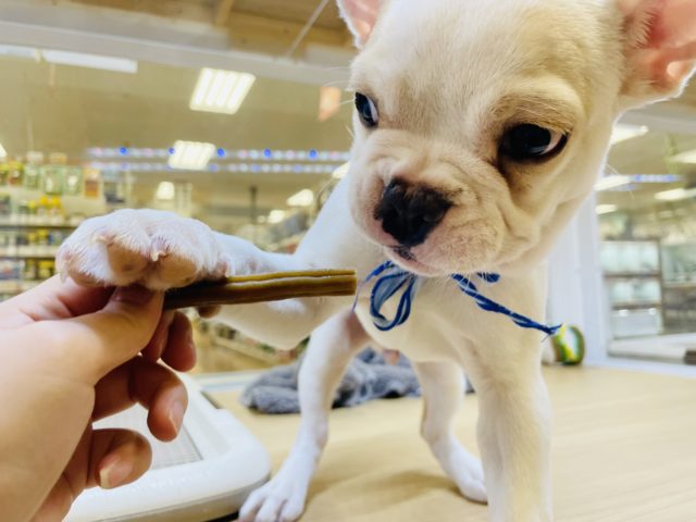 フレンチブルドッグ