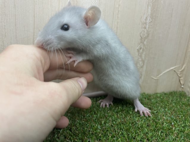 ファンシーラット