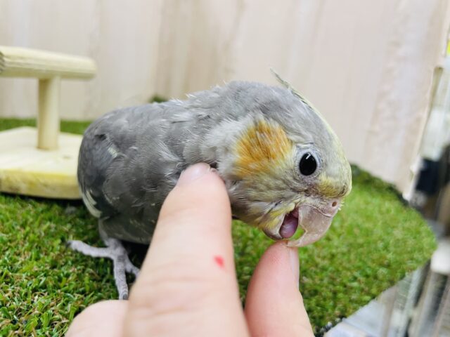 オカメインコ