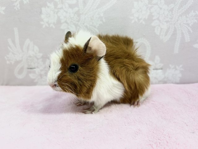 アビシニアンモルモット