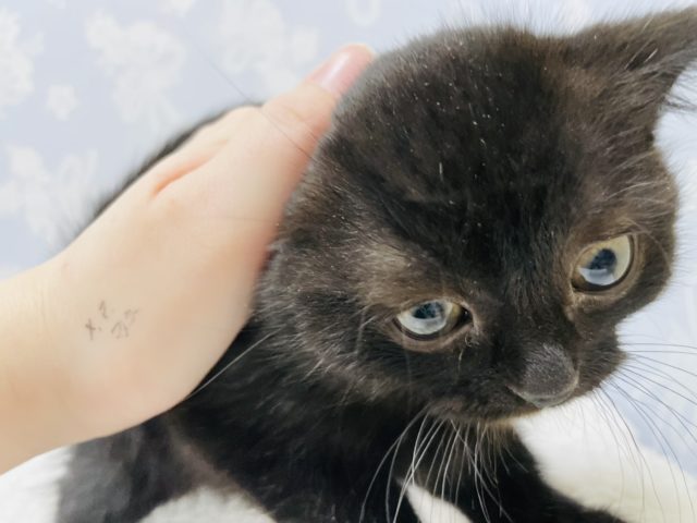 スコティッシュフォールド