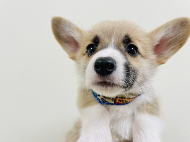 ウェルシュコーギー・ペンブローグ